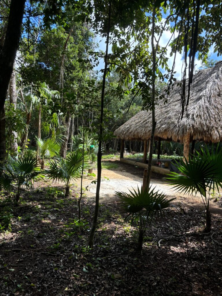 1 Hectare on the Route of the Cenotes