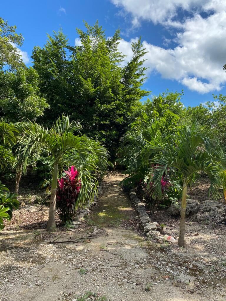 1 Hectare with Access to Cenote in Playa del Carmen